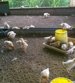 Joalma Poultry Farm