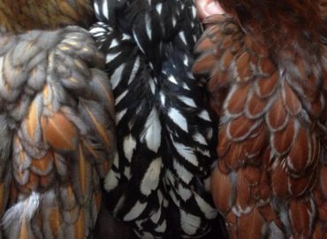 Brooke's Chooks