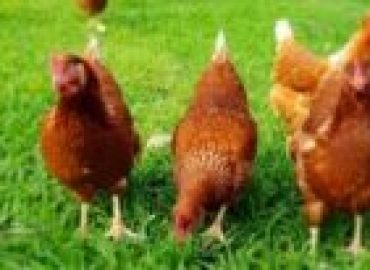 Evans Chickens