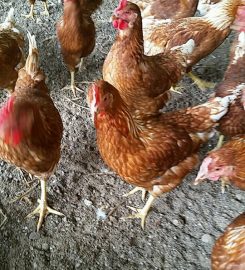 Joalma Poultry Farm