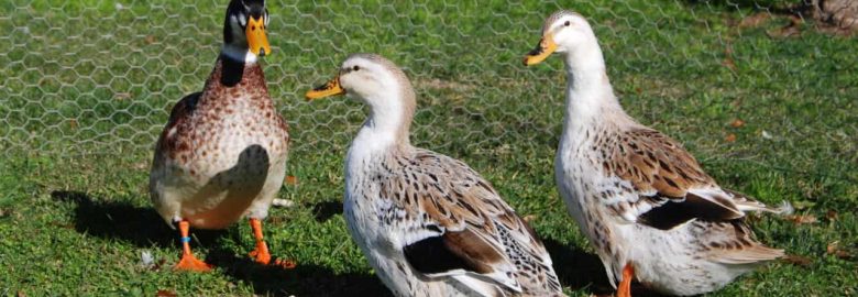 AkersFlock
