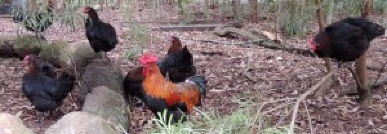 Dingo Lane Farms