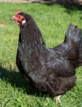 Australorp