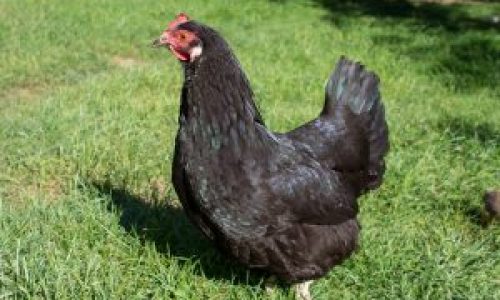 Australorp