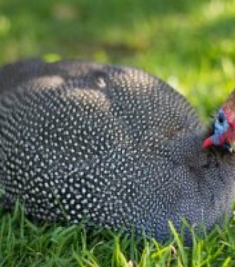 Guinea Fowl