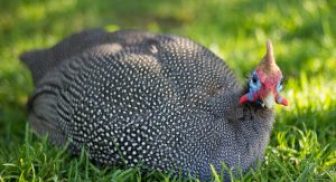 Guinea Fowl