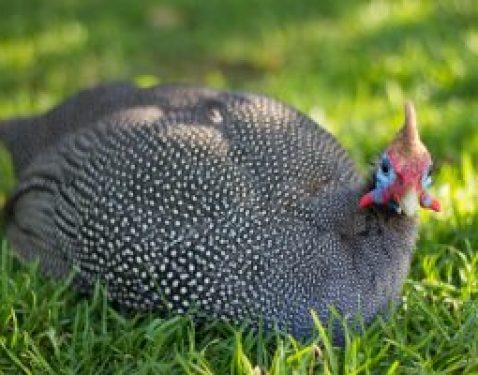 Guinea Fowl