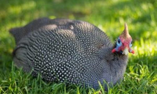 Guinea Fowl