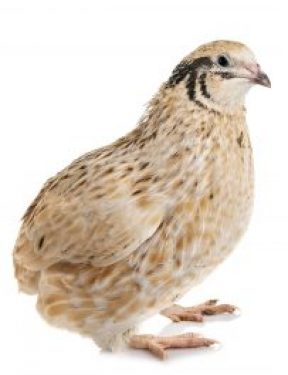 Quail