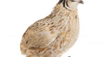 Quail