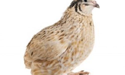 Quail