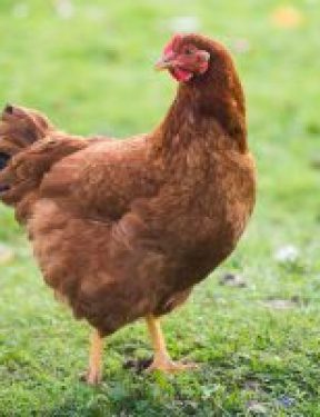 Rhode Island Red