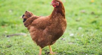 Rhode Island Red