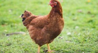 Rhode Island Red